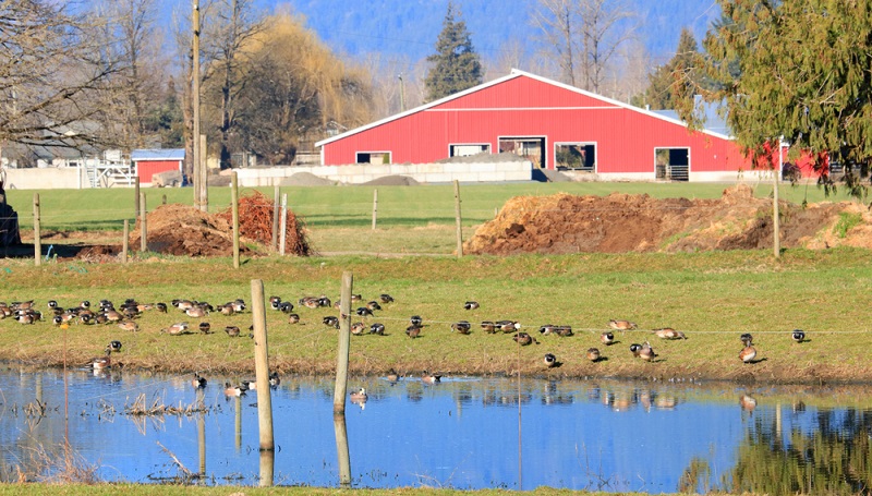 Es ist nicht damit getan, den Schnäppchen-Bauernhof kaufen zu können und danach über die Sanierung nachzudenken.  ( Foto: Shutterstock-  Eric Buermeyer )